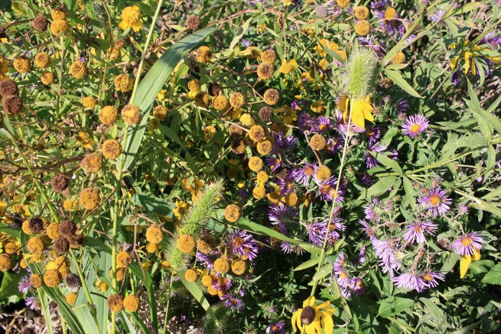 Prairie plants and flowers at Luze Farm