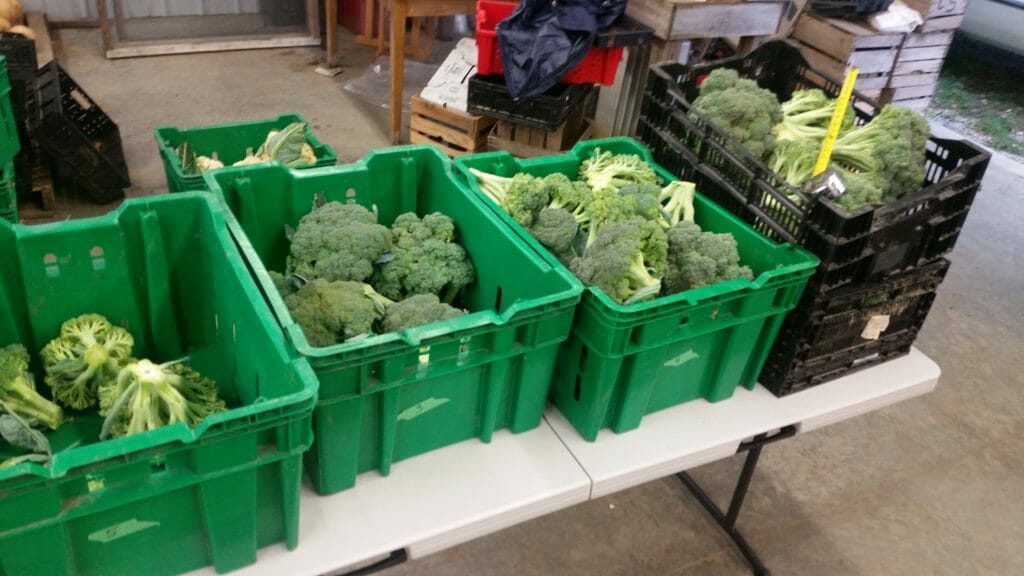 Broc harvest 2017