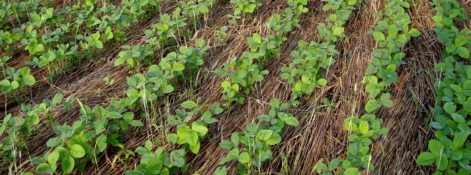 cover-crops-practical-farmers-of-iowa