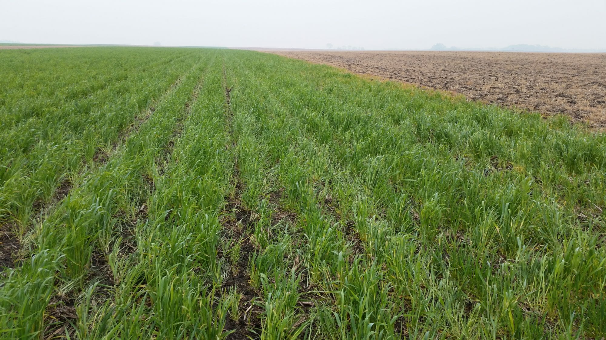 RESEARCH REPORT: Cover Crop Termination Date Ahead of Corn - Practical ...