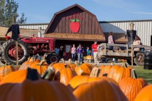 Deals pumpkins and apple house 727x485