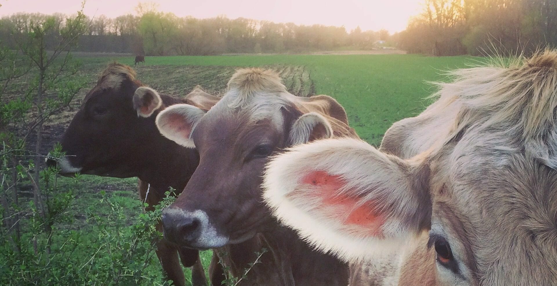 Livestock Practical Farmers of Iowa