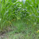 Interseeding cover crops Boyer farm 727x485