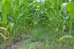 Interseeding cover crops Boyer farm 727x485