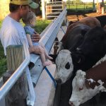 Jake Bigelow viewing cows with his baby 545x727