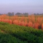 Dunham grinnell beetle bank 727x237