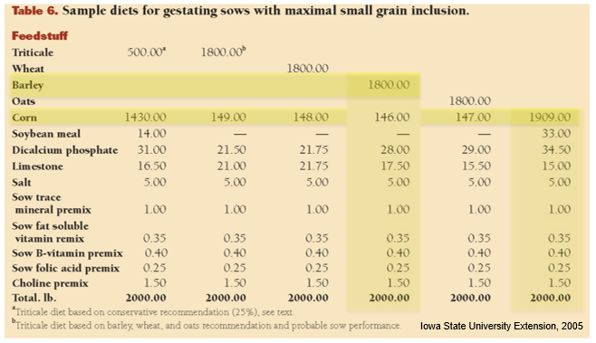 maximizing small grains in gestating sow diets