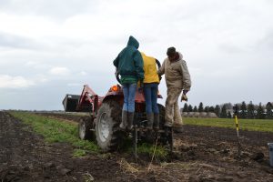 harvesting carrots from wunderbar undercutter