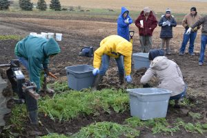 carrot harvest field day