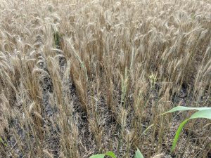 Close up of the VNS rye, showing the mixed levels of crop maturity