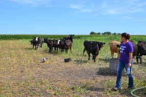 Curious cows come to check out the field day crowd. The replacement heifers are grazing a sorghum sudangrass cover crop.