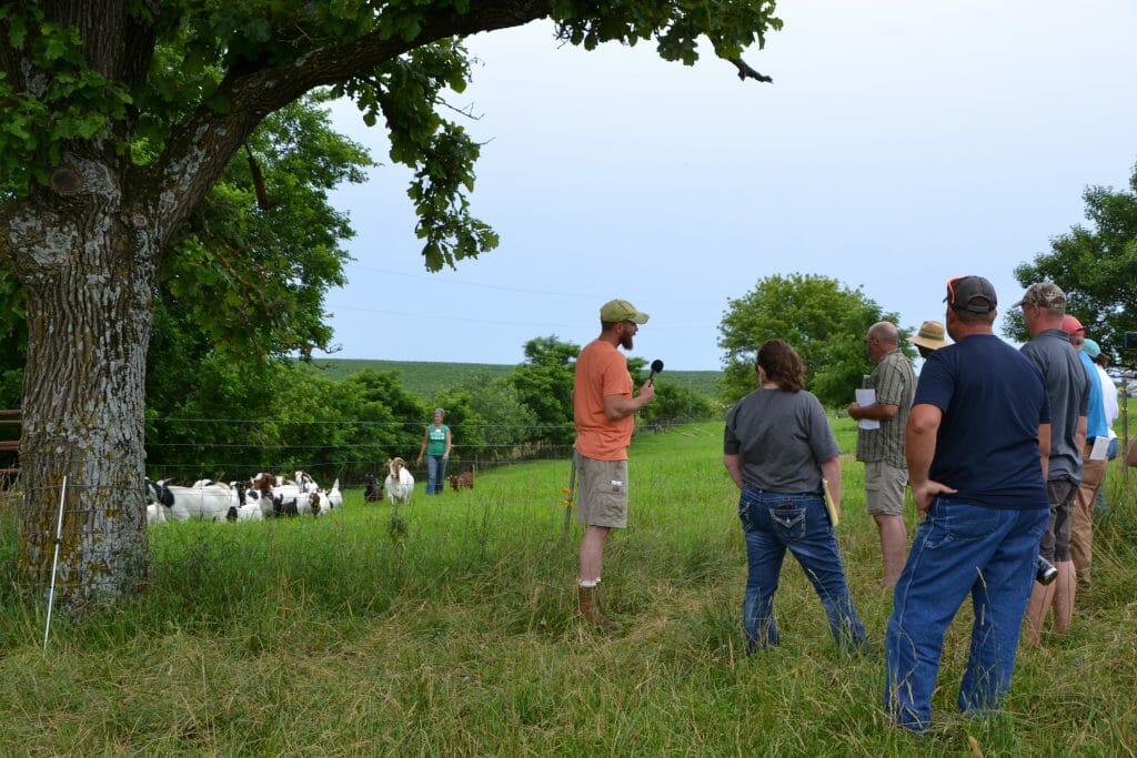 moving goats to new pasture