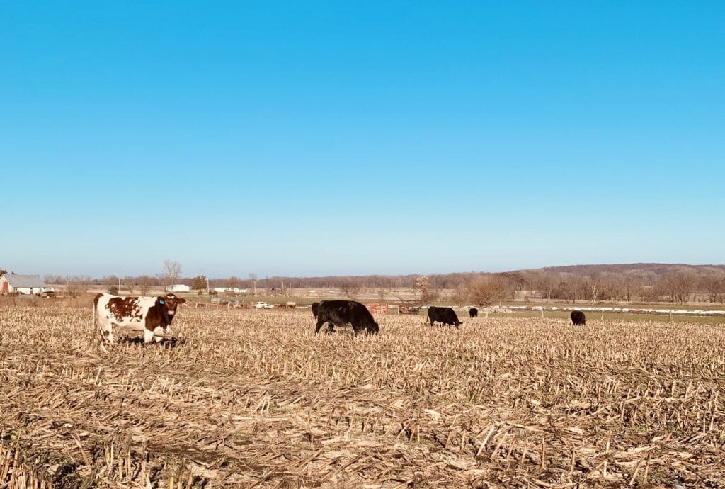 Cattle grazing cover crops