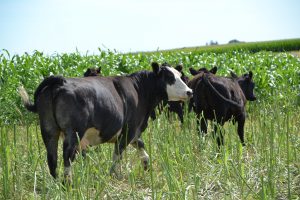 Simmental Angus cows graze in a sorghum sudangrass cover crop