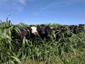 Simmental Angus cows peer at the crowd through a thick stand of sorghum sudangrass