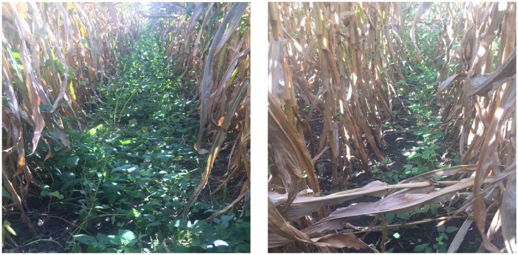 60 inch corn cowpea two panel