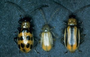 Three beetles are lined up on a blue background. The first is orange with black spots, the second is much smaller and a light greenish yellow in color and the third is orange with black stripes vertical down its shell