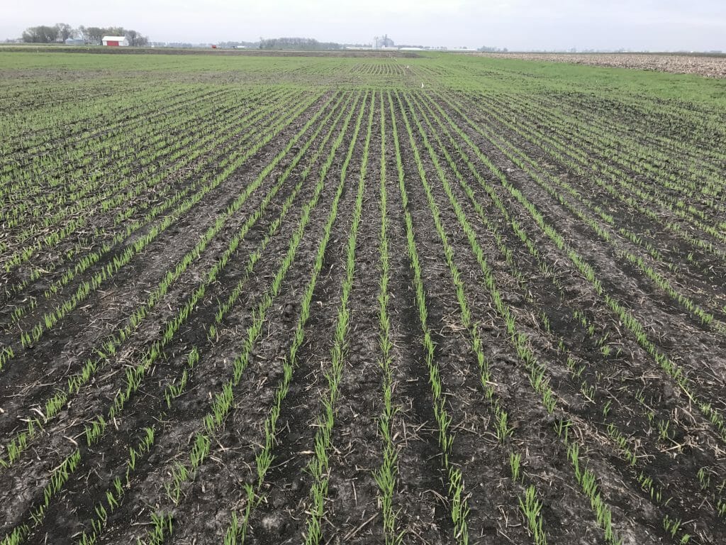 Oat Variety trial planting kanawha research station in 2017