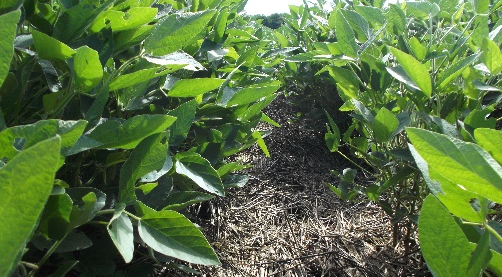 soybeans growing with rye residue controlling weeds