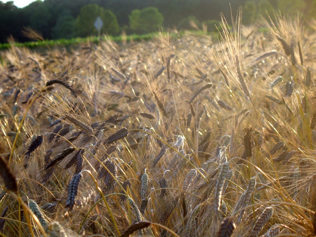 a field of black winter wheat ready for harvest