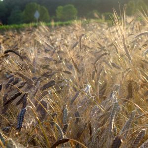 a field of black winter wheat ready for harvest