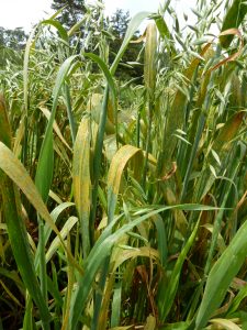 Oats with crown rust