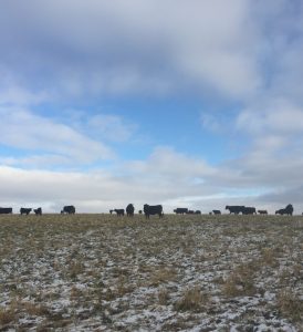 Luke Wilson's cattle strip graze stockpiled oats and turnips on November 26, 2018