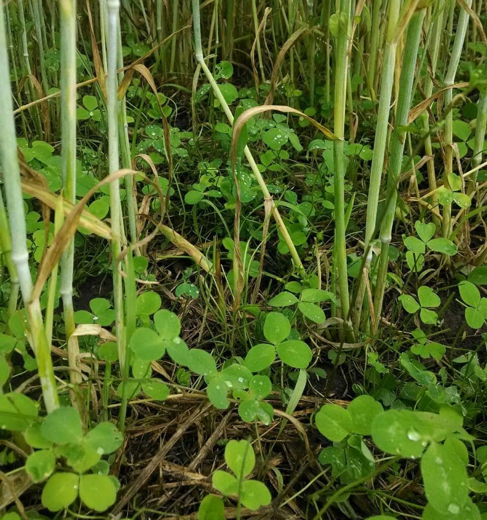 An underseeding of clover sprouts under rye small grain crop