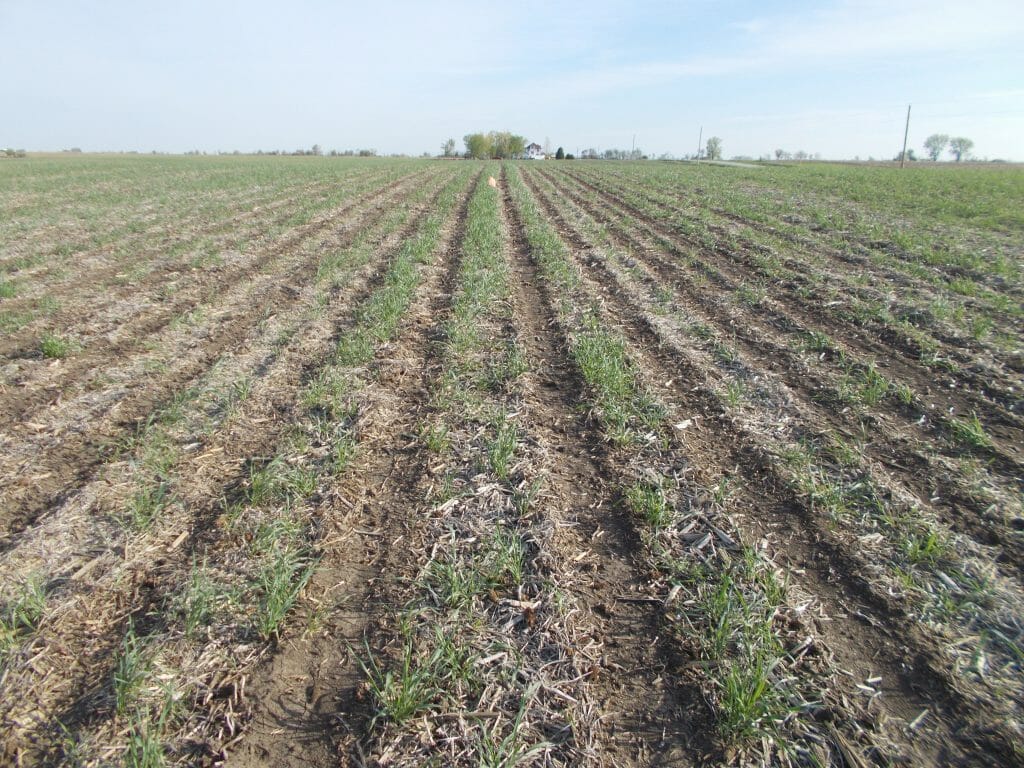 No-till vs. Strip-till Corn and Soybeans Following a Cereal Rye Cover ...