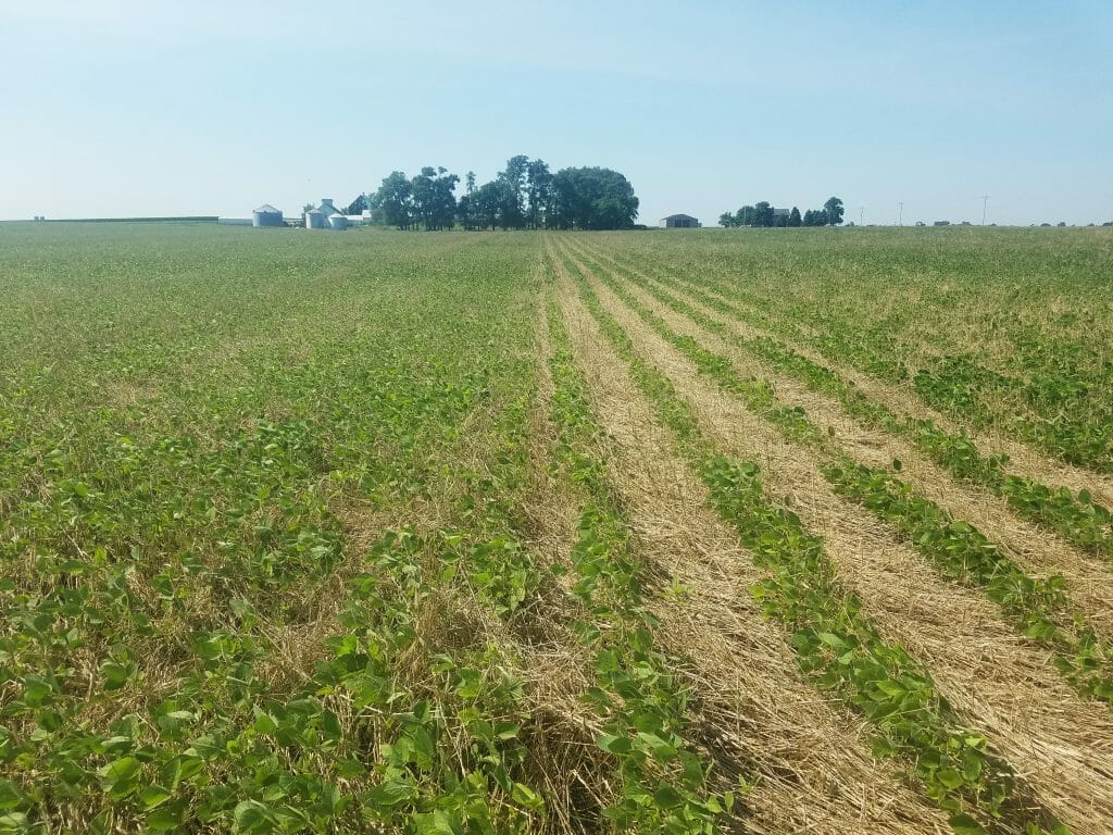 row width of soybeans cover crop termination research