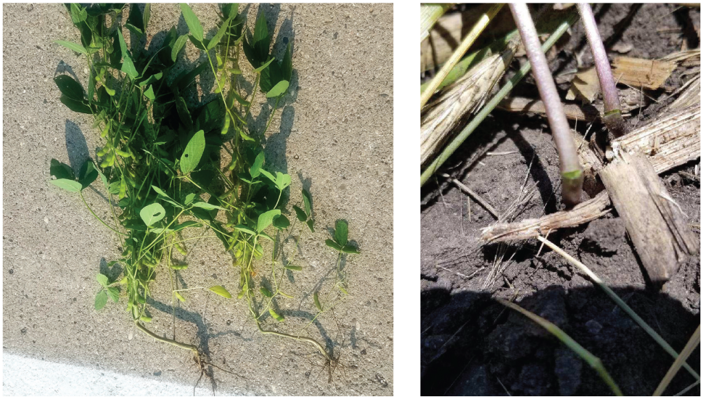 rolling-crimping soybeans stem damage at first trifoliate stage