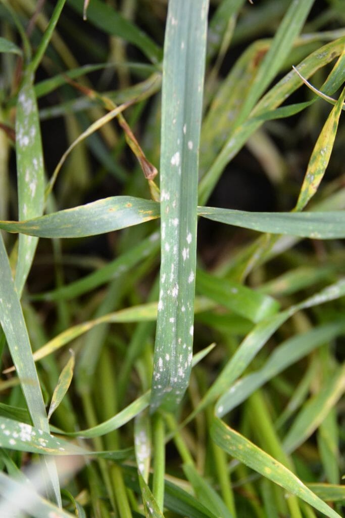 powdery mildew symptoms developing in wheat