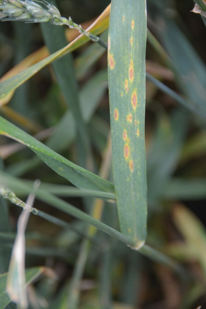 Stagonospora leaf blotch symptoms