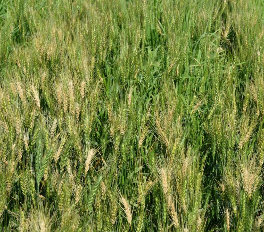 wheat heads with fusarium head blight