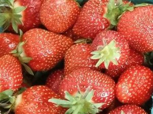 Iowa grown strawberries