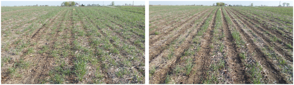 photo of corn using strip till versus no till following a cover crop