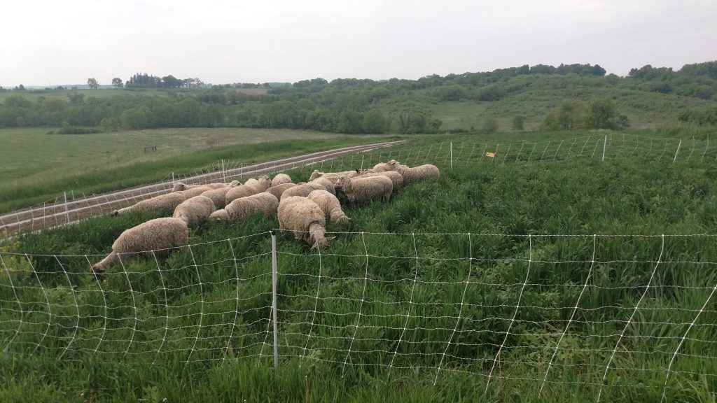 sheep grazing cover crops for brassica production research