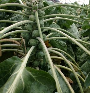 brussels sprout brassica research
