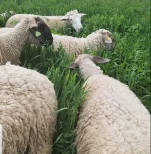 Sheep grazing annual cover crops