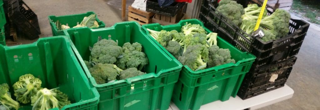 broccoli harvested and ready for measurement research grazing with sheep