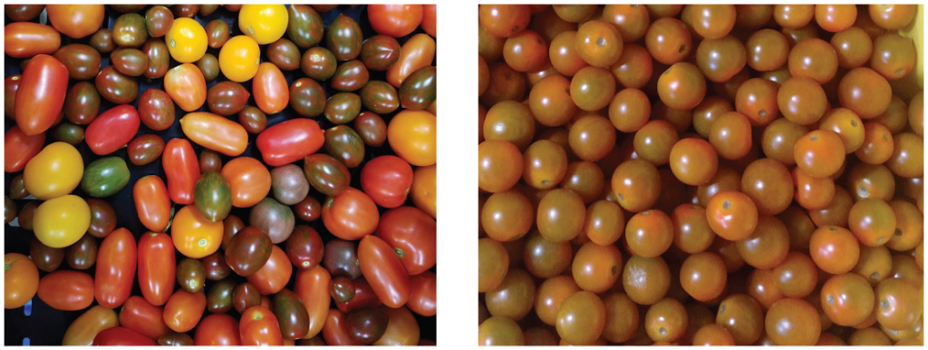 Cherry Tomato enterprise budget research