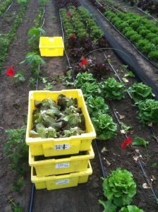 Lettuce harvest for a summer variety trial