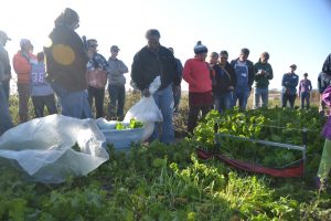 Krouse FD 2015 greens harvester filled bags