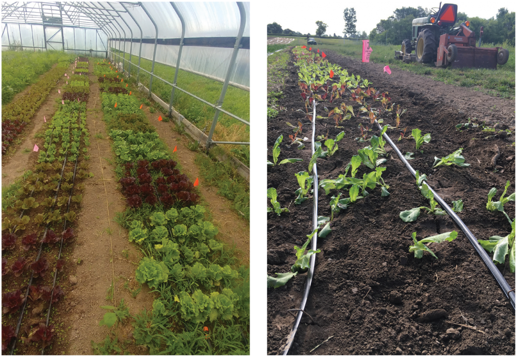 Summer lettuce variety trial photo two panel