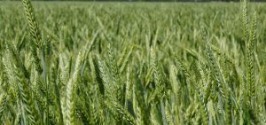 Triticale Seed heads in a diverse rotation for pig feed