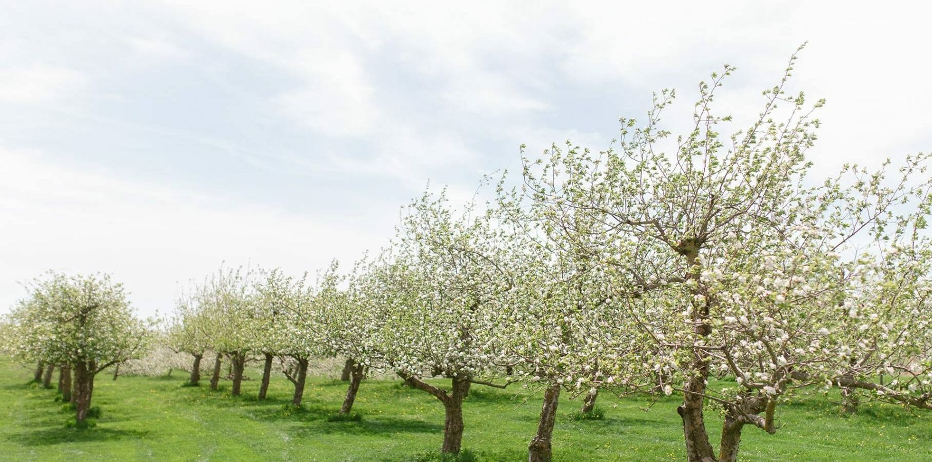 Managing an Organic Apple Orchard Practical Farmers of Iowa