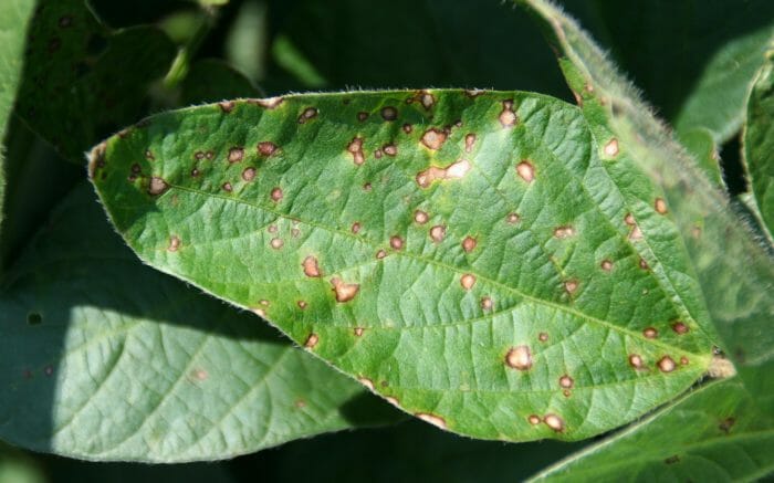 frogeye leaf spot on soybeans