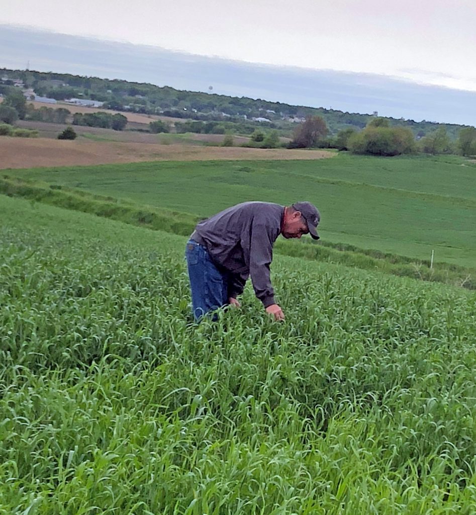 disease scouting in a small grain field