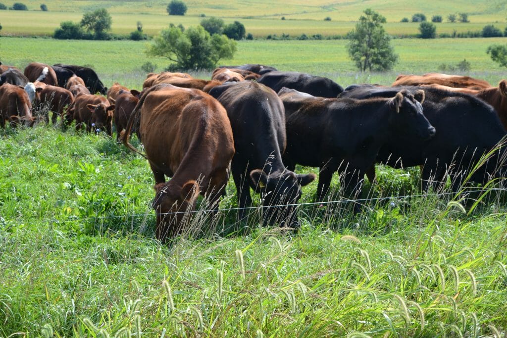 Cattle destined for grass finishing on pastures at Troublesome Creek Cattle Co. in Exira, IA