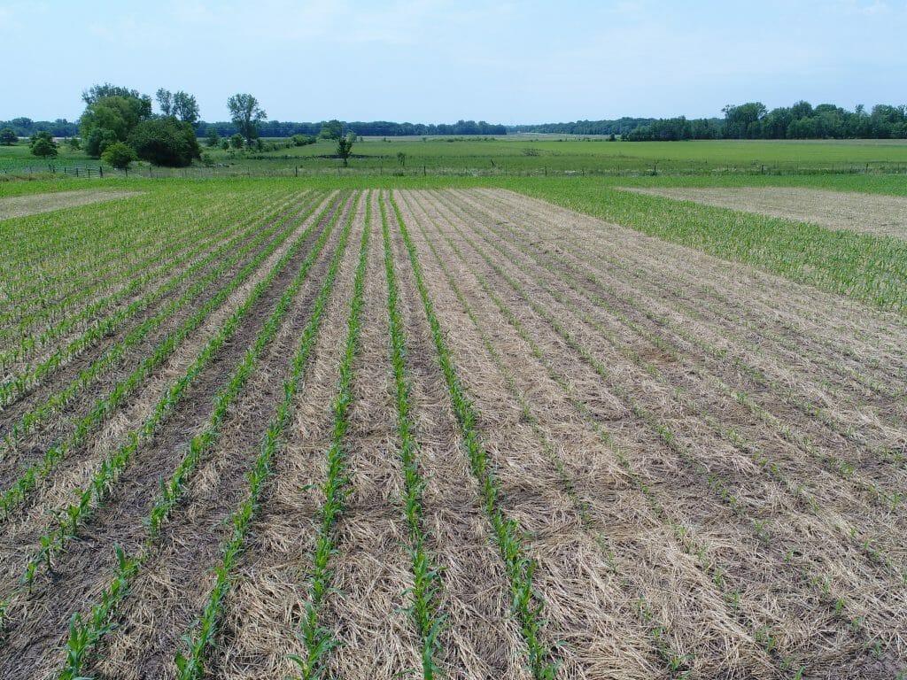 Corn Planting Date Following Cover Crop Termination Can Corn Be